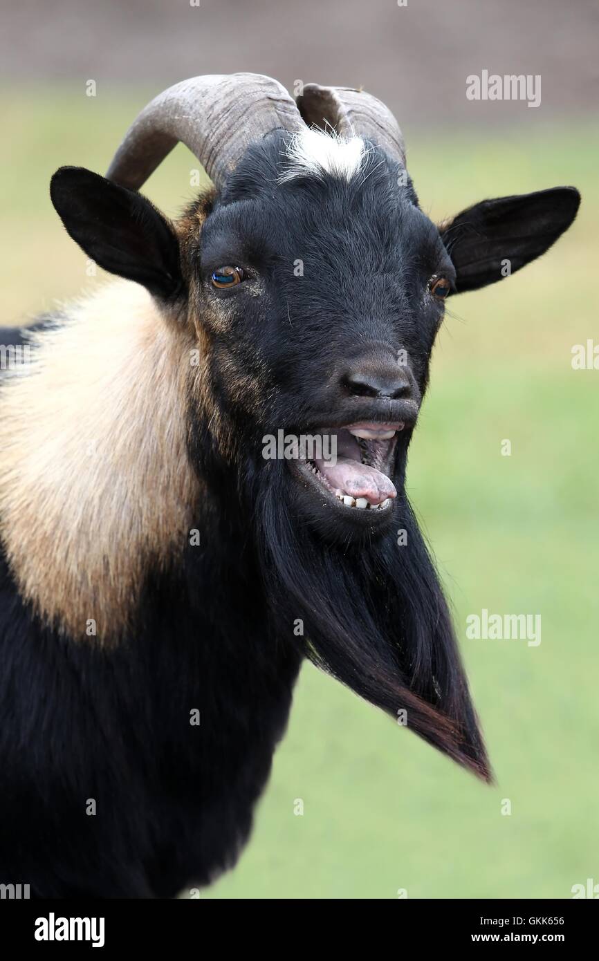 Billy Goat Portrait Stock Photo