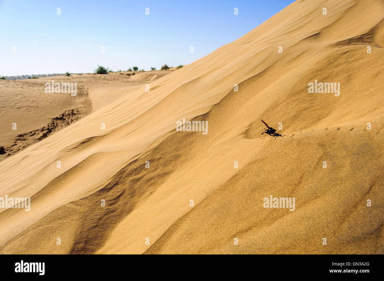 Landscape Sand dunes, SAM dunes, ripples, Desert National Park of Thar Desert of India with copy space Stock Photo