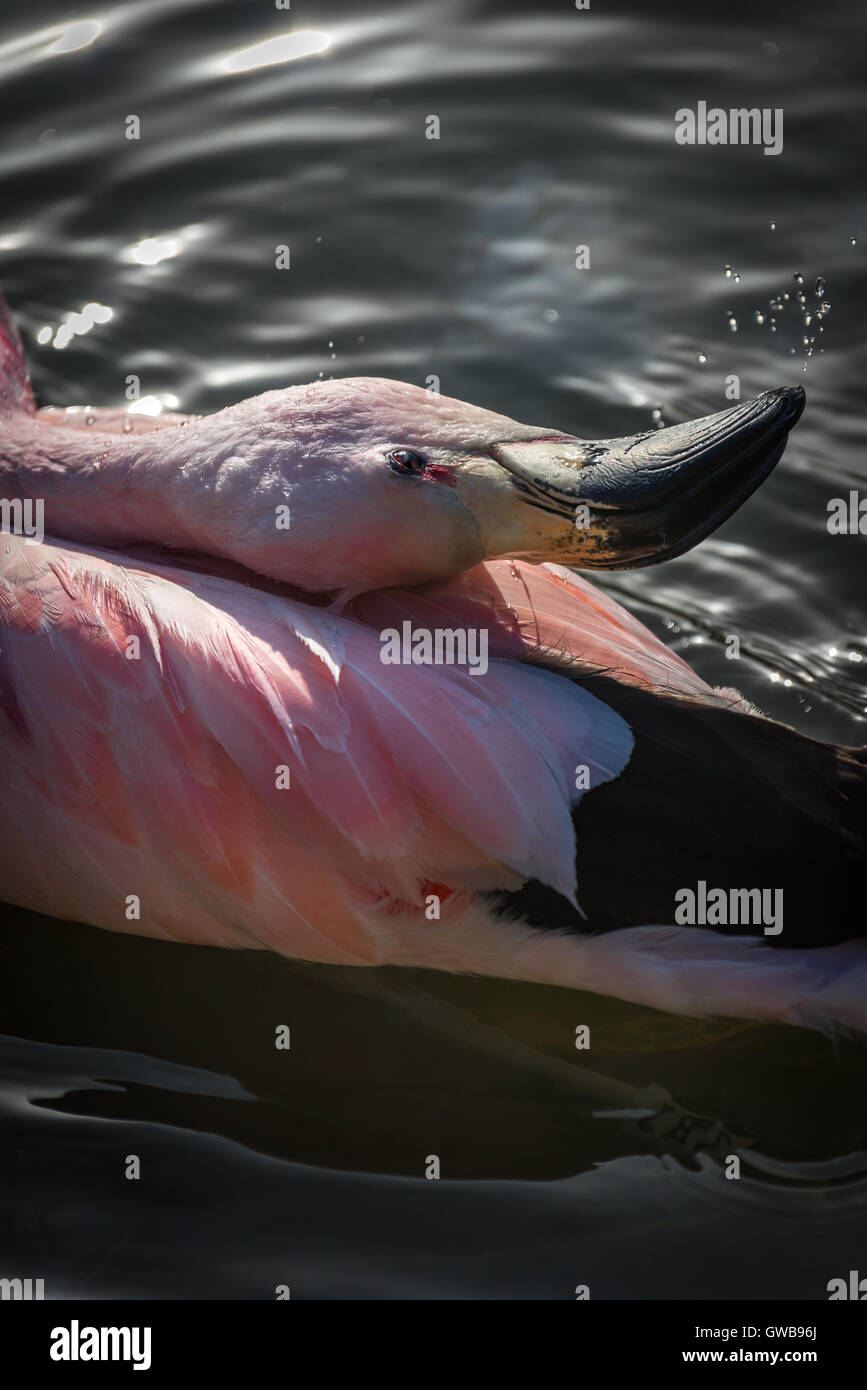 Bathing Flamingo Stock Photo