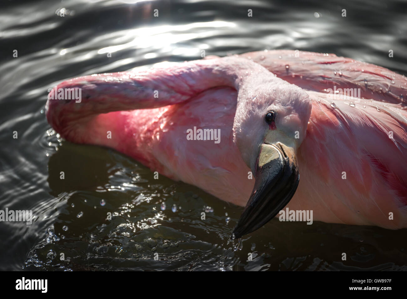 Bathing Flamingo Stock Photo