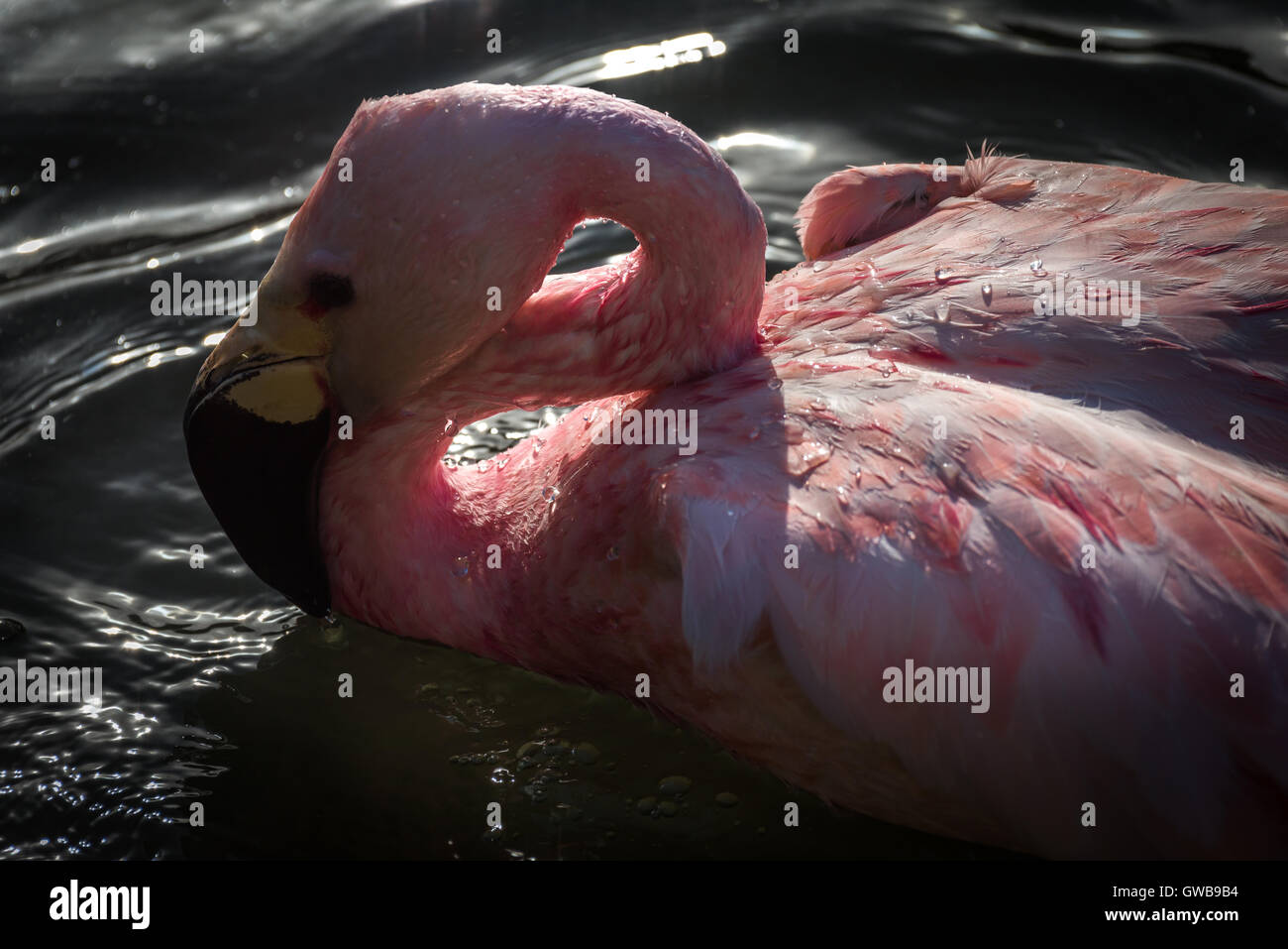 Bathing Flamingo Stock Photo