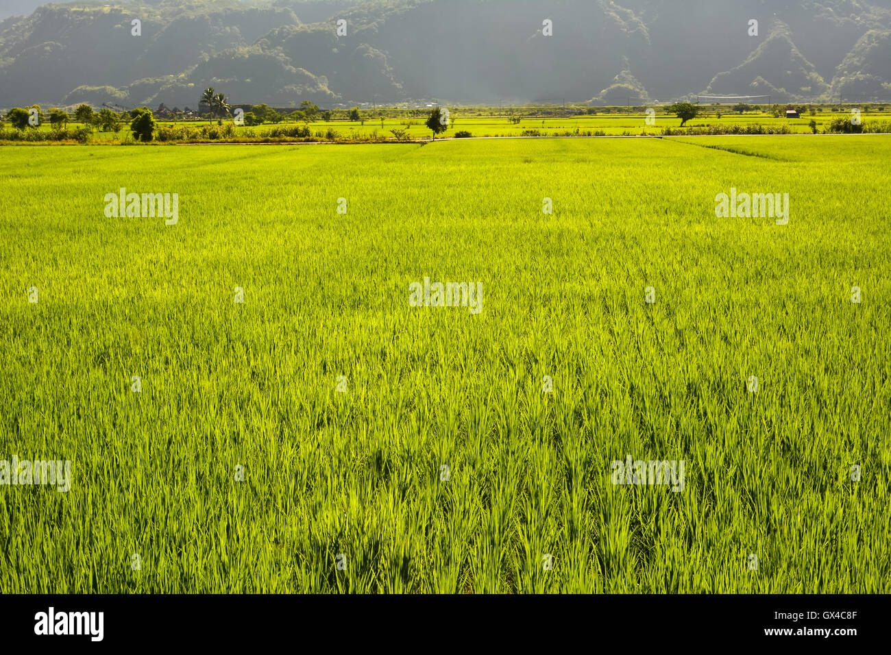 Rice farm in country Stock Photo