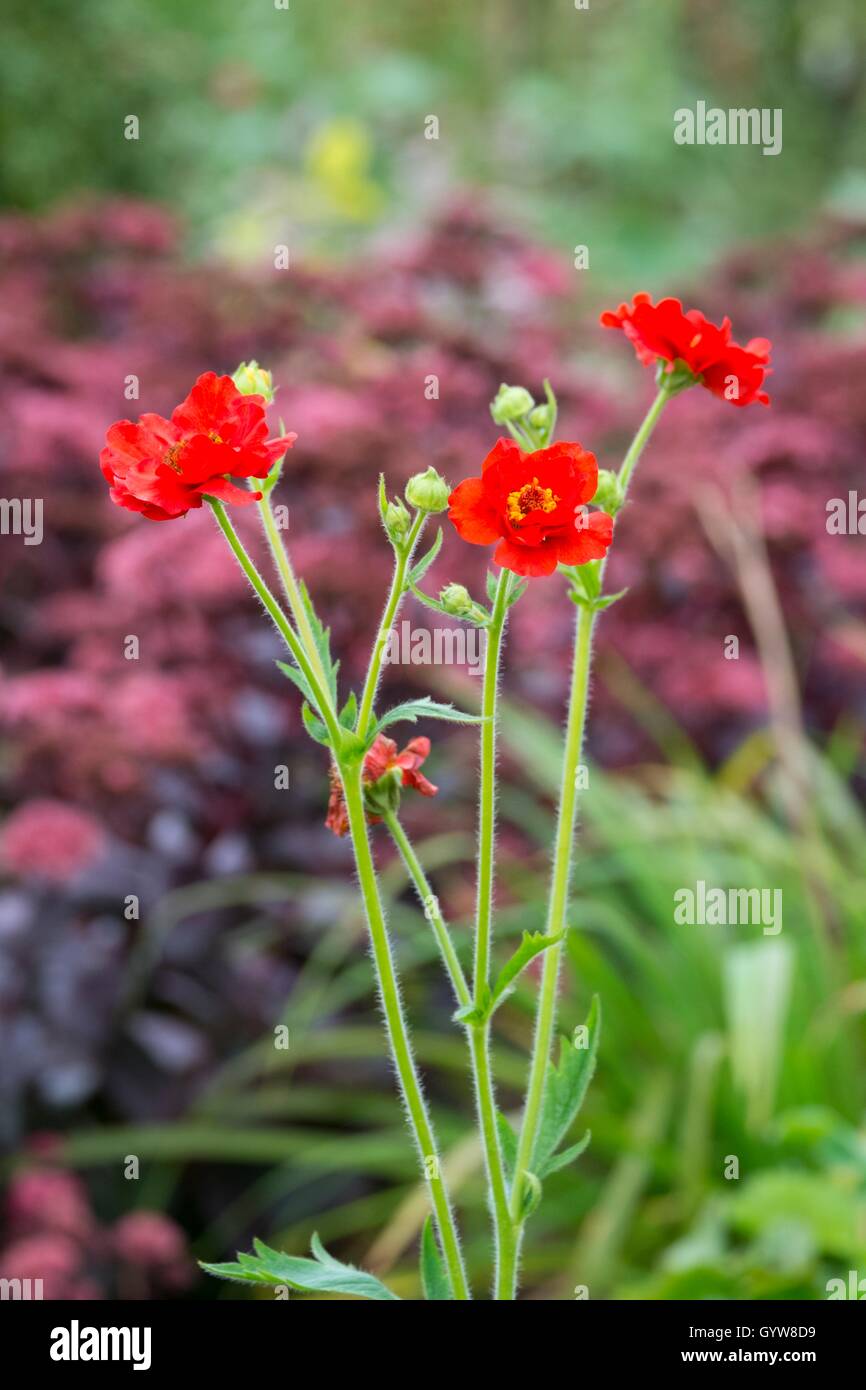 Geum chiloense 'Mrs Bradshaw'. Stock Photo