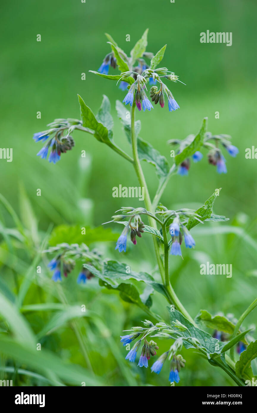 Caucasian comfrey (Symphytum caucasicum), blooming, Alsbach Stock Photo