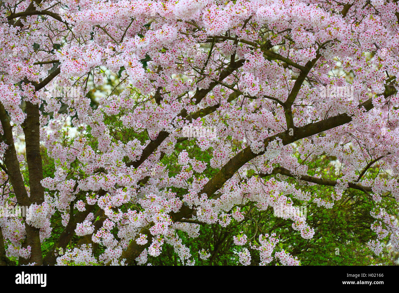 Tokyo Sherry, Yoshino cherry, Potomac cherry (Prunus x yedoensis, Prunus yedoensis, Prunus speciosa x Prunus subhirtella), blooming, Germany Stock Photo