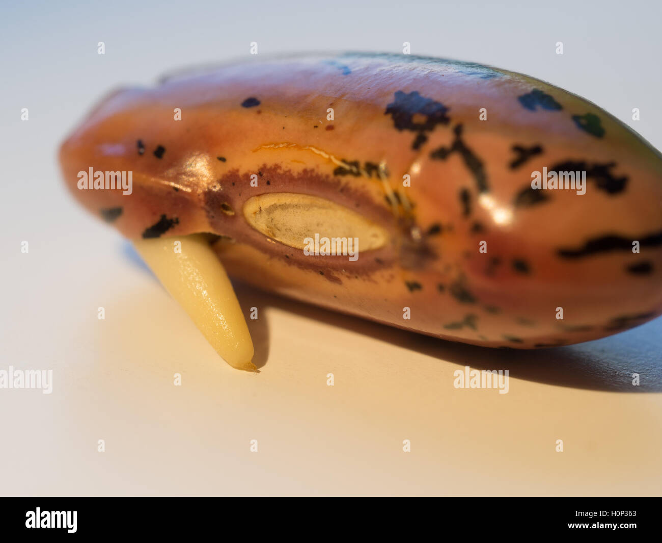 Sprouting runner bean seed Stock Photo