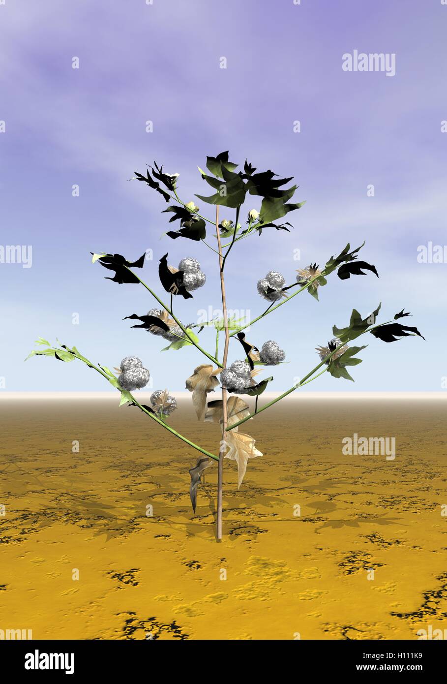 Cotton plant - 3D render Stock Photo