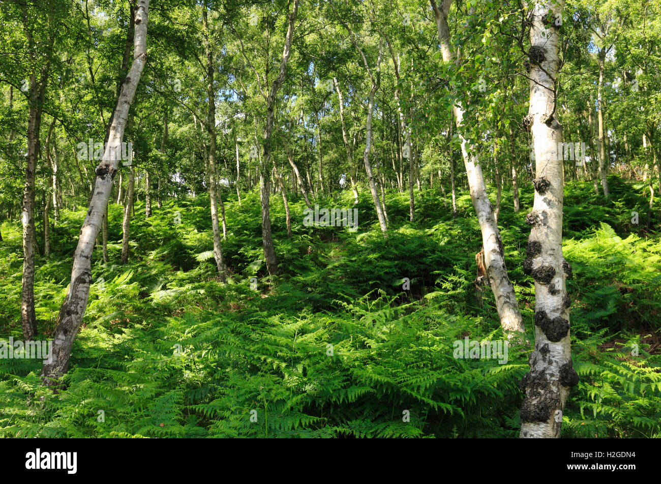 Woodland silver birch and ferns. Stock Photo