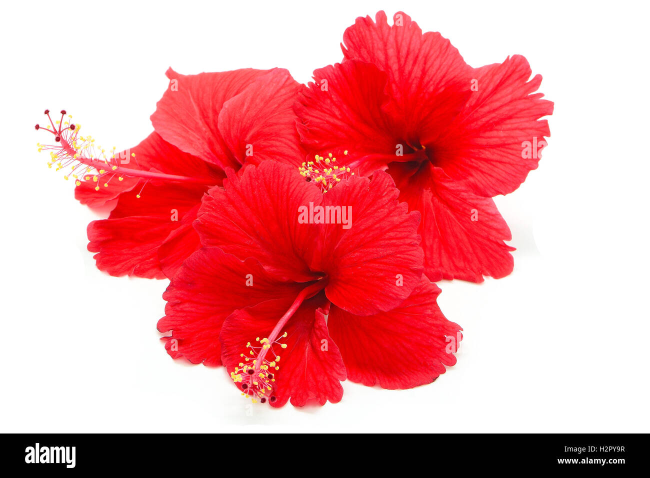 red Hibiscus Stock Photo