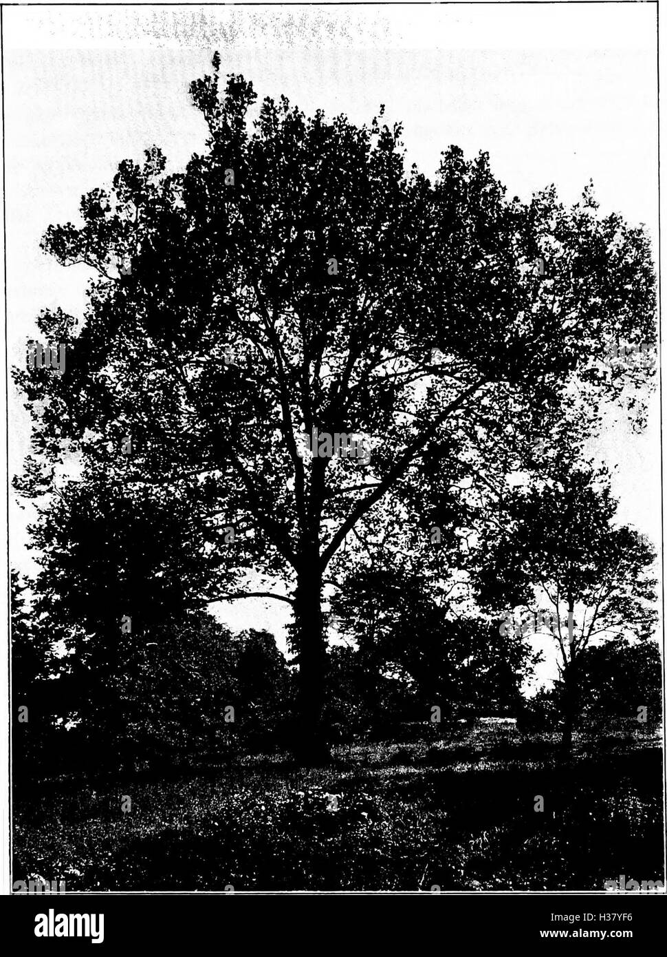 North American trees - being descriptions and illustrations of the ...