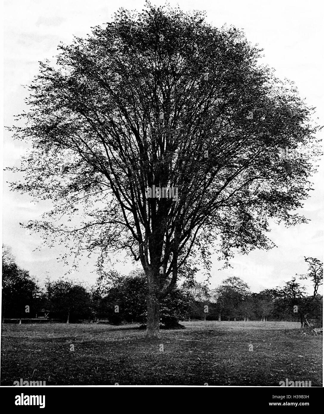 The trees of Great Britain and Ireland (1906) (2078890 Stock Photo - Alamy