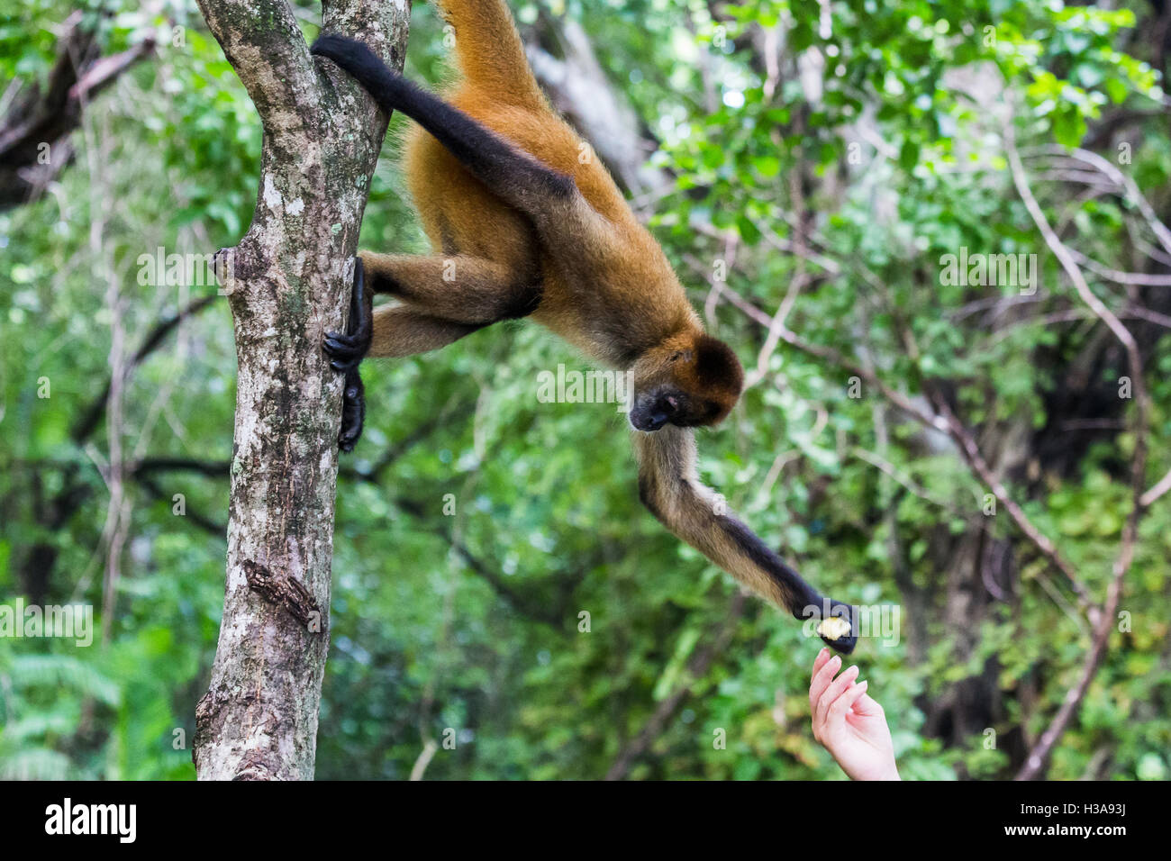 A tourist hand feeds a spider monkey on the coastline of Guanacaste in Costa Rica. Stock Photo