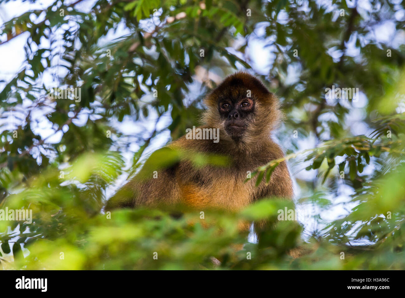 A spider monkey in the tree tops - surrounded by lush leaves of the dry forest of Guanacaste, Costa Rica. Stock Photo