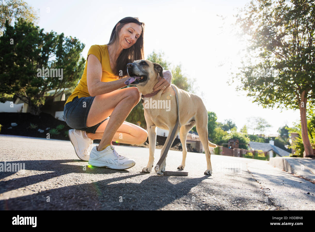 Senior woman wearing shorts, kneeling in the street, stroking a dog. Stock Photo