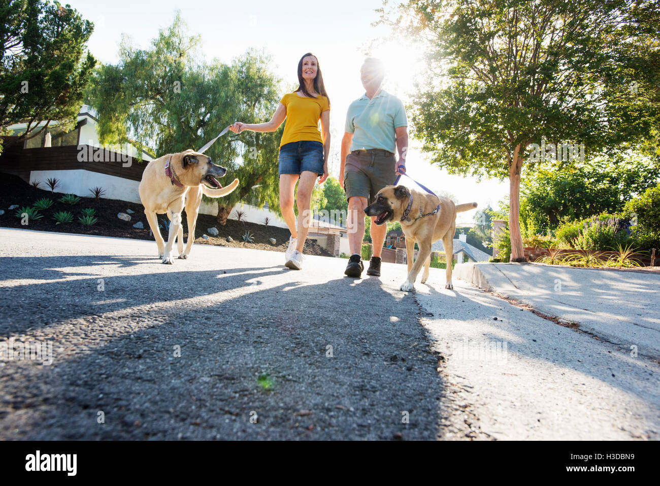 Senior couple wearing shorts walking their dogs along a street in the sunshine. Stock Photo