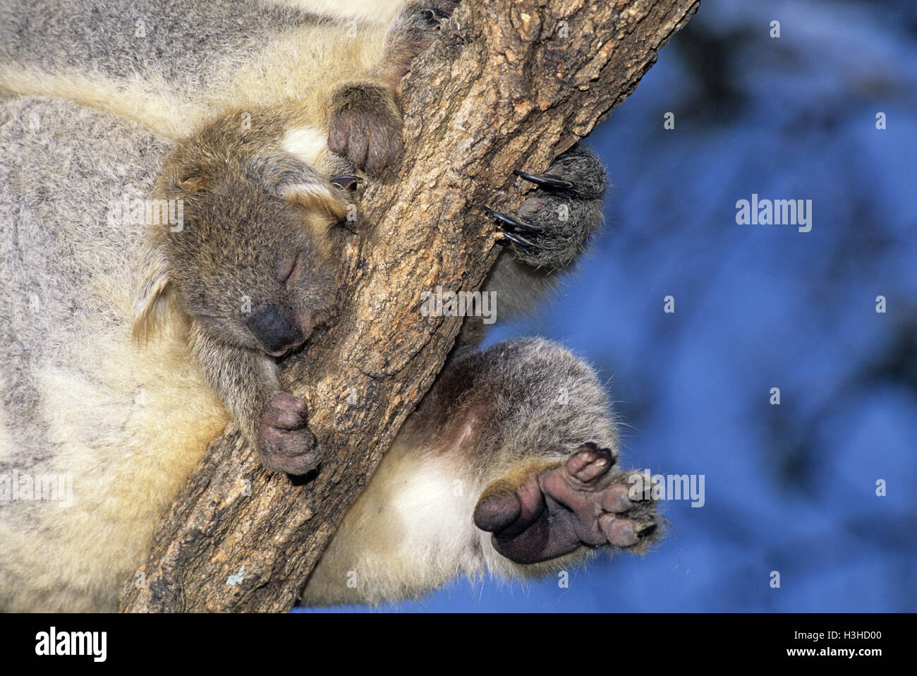 Koala (Phascolarctos cinereus) Stock Photo