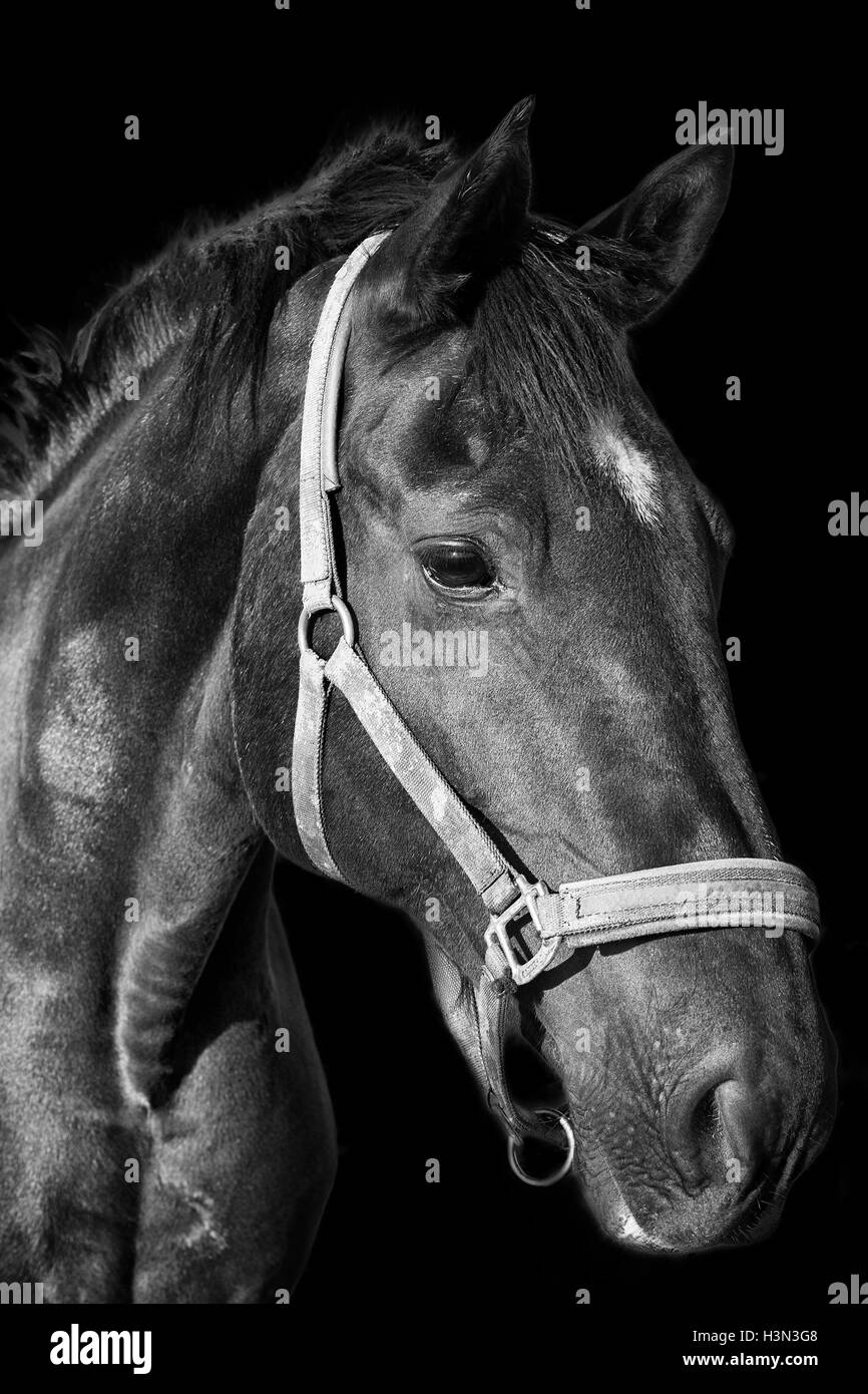 Black horse portrait on the dark background Stock Photo