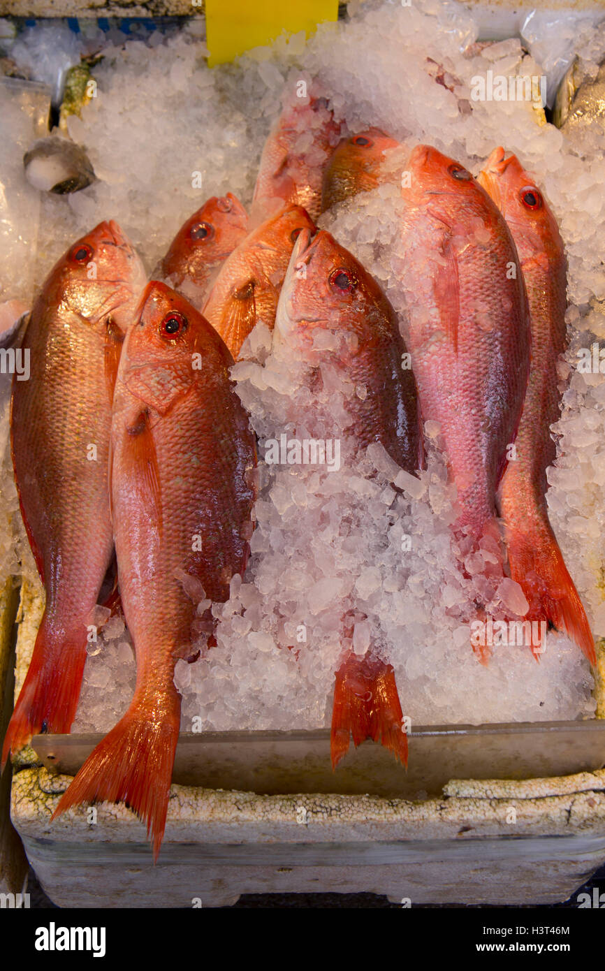 Red fish on ice at a city market. Stock Photo