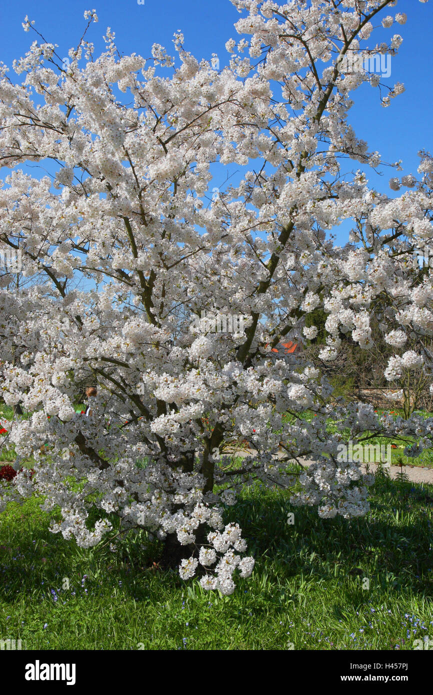 Cherry flower, Yoshino cherry, Prunus x yedoensis, Stock Photo