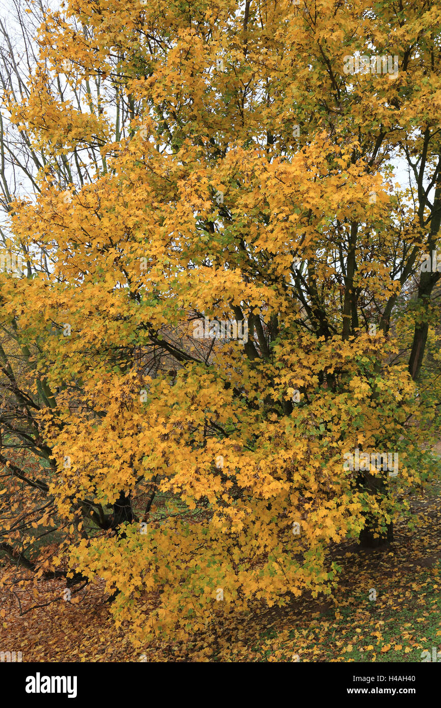 Field maple in autumn, Acer campestre Stock Photo