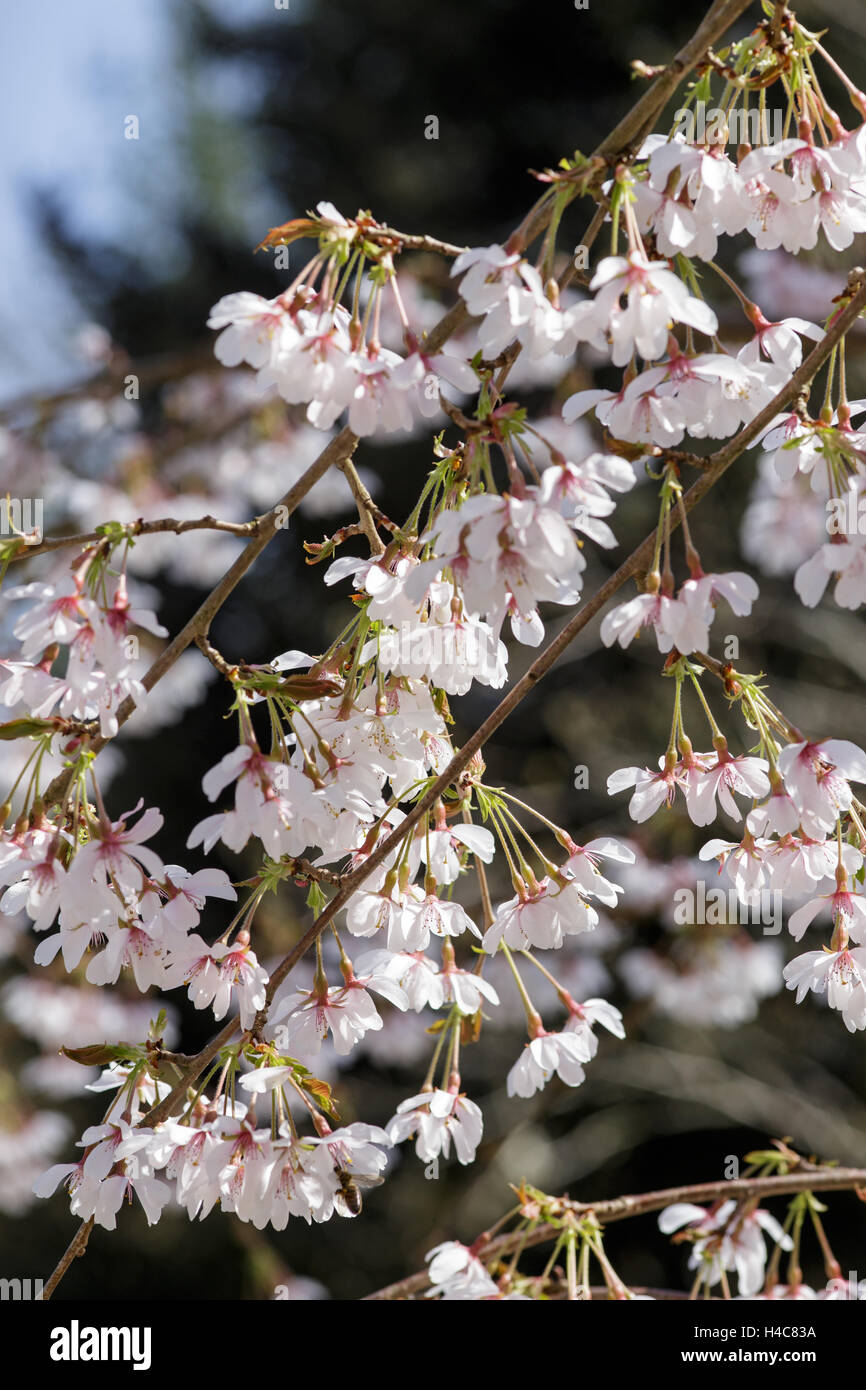 Prunus x yedoensis 'Ivensii' Stock Photo