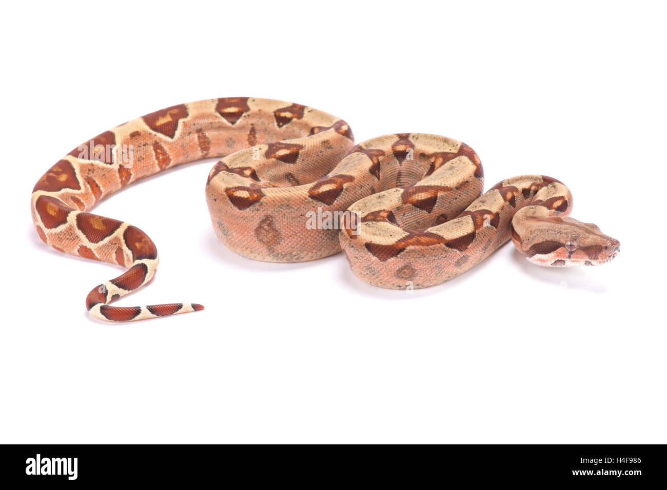 Northern boa, Boa constrictor imperator Stock Photo