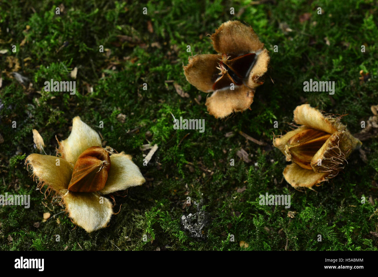 Beech mast on green moss UK Stock Photo