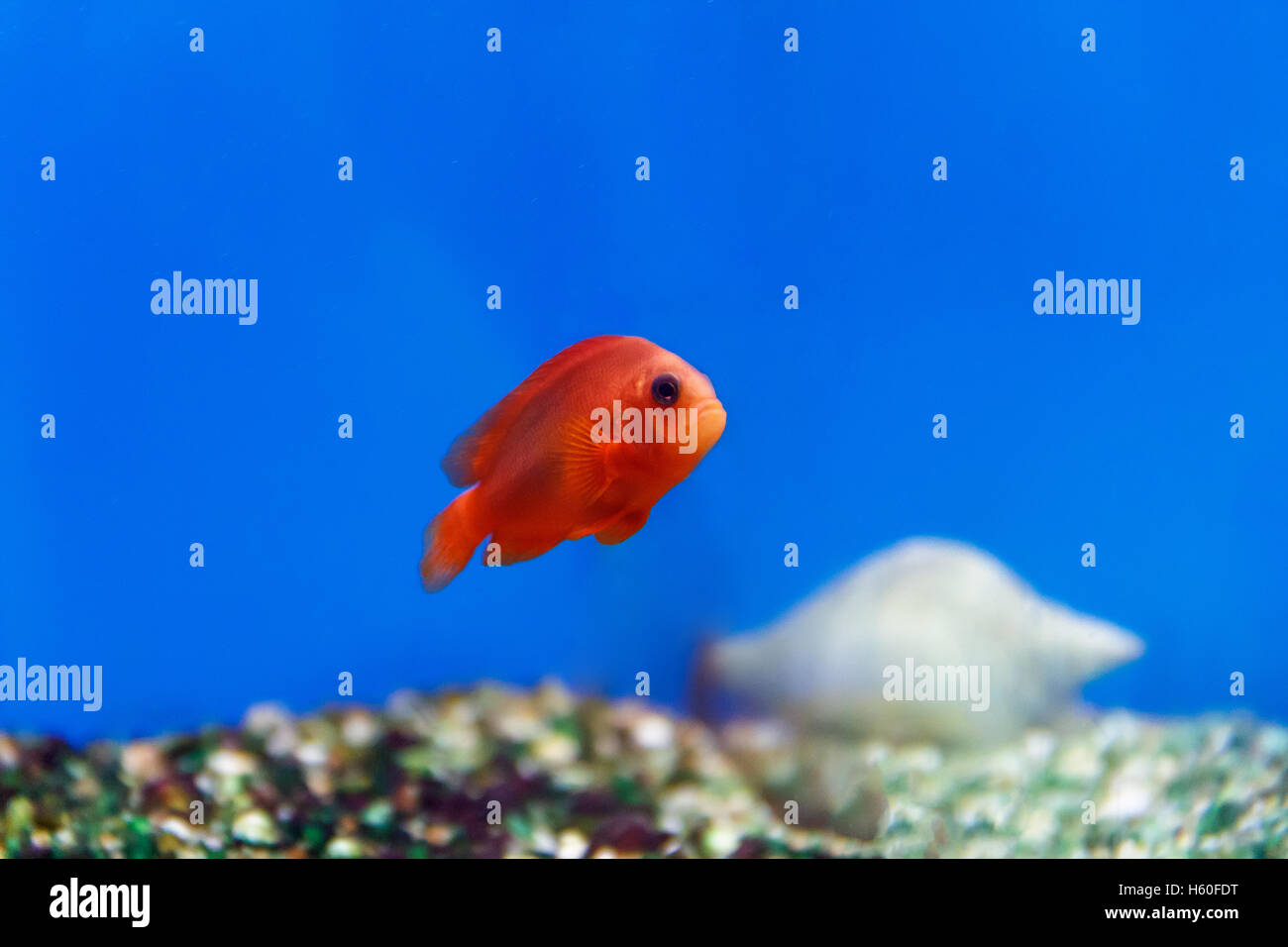 One red fish swimming in aquarium tank Stock Photo