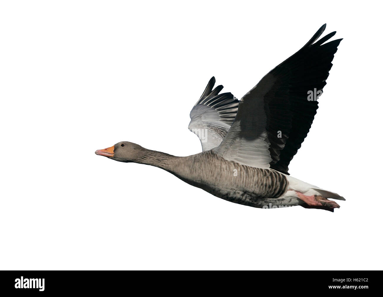 Greylag goose, Anser anser, single bird in flight, Gloucestershire, UK Stock Photo