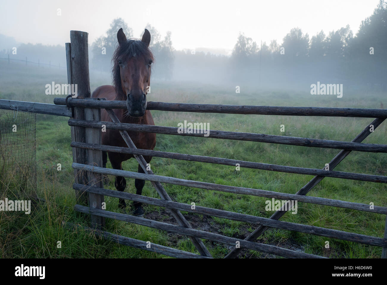 Beautiful horse is standing in foggy paddock Stock Photo