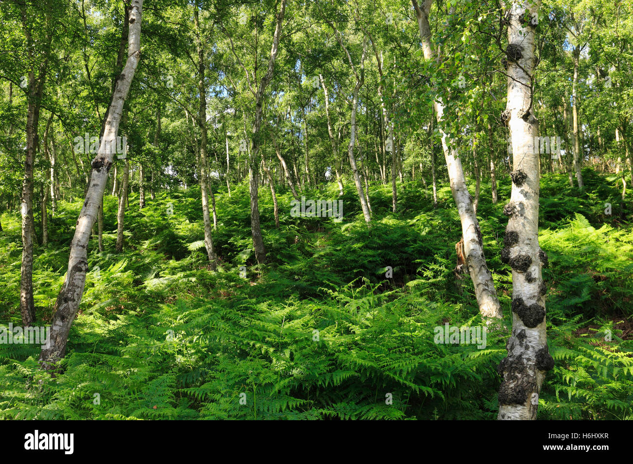 Ferns and silver birch tress in woodland. Stock Photo