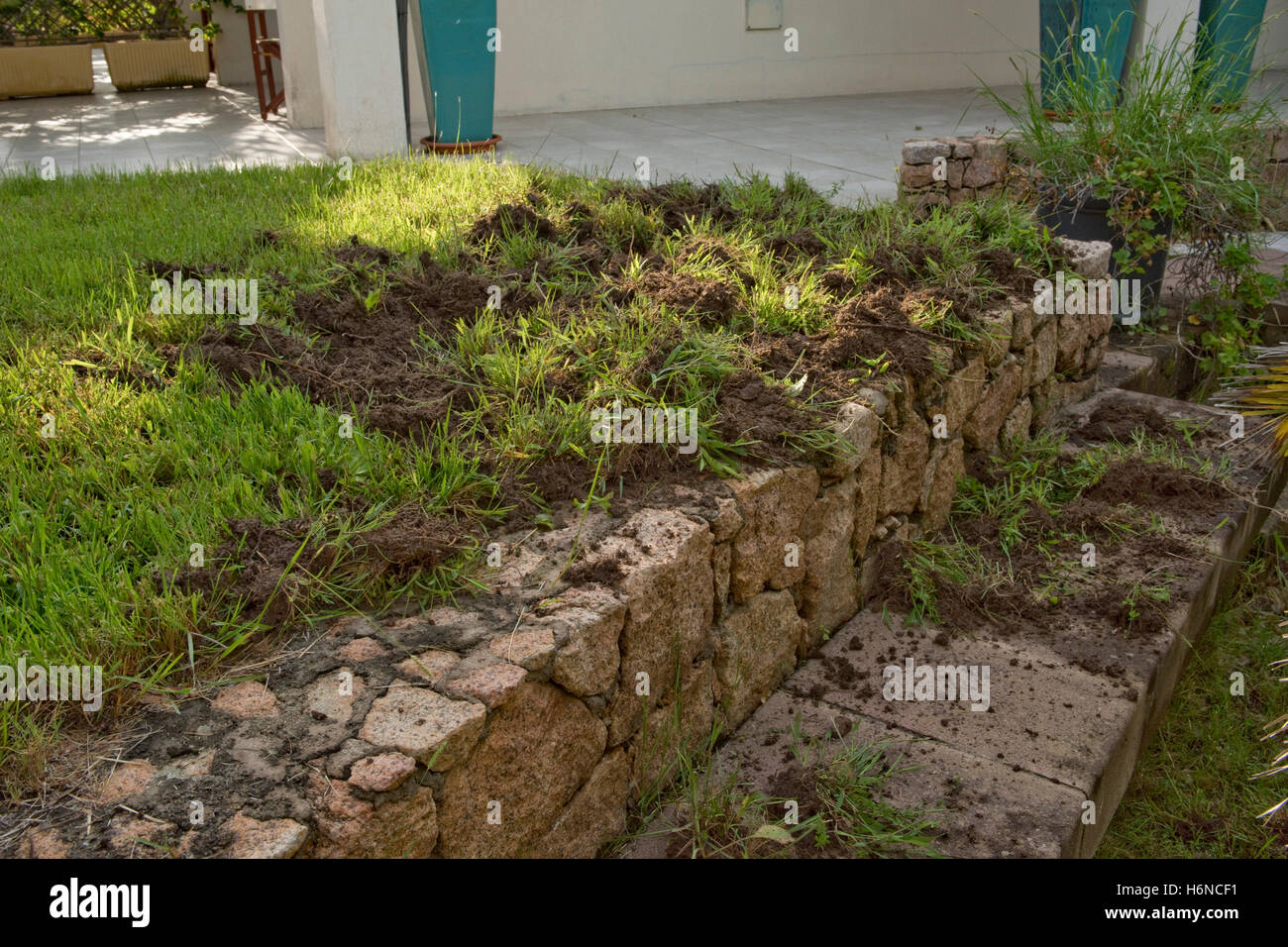 Damage caused, overnight, to a Sardinian garden by a wild boar rooting around for food, September Stock Photo