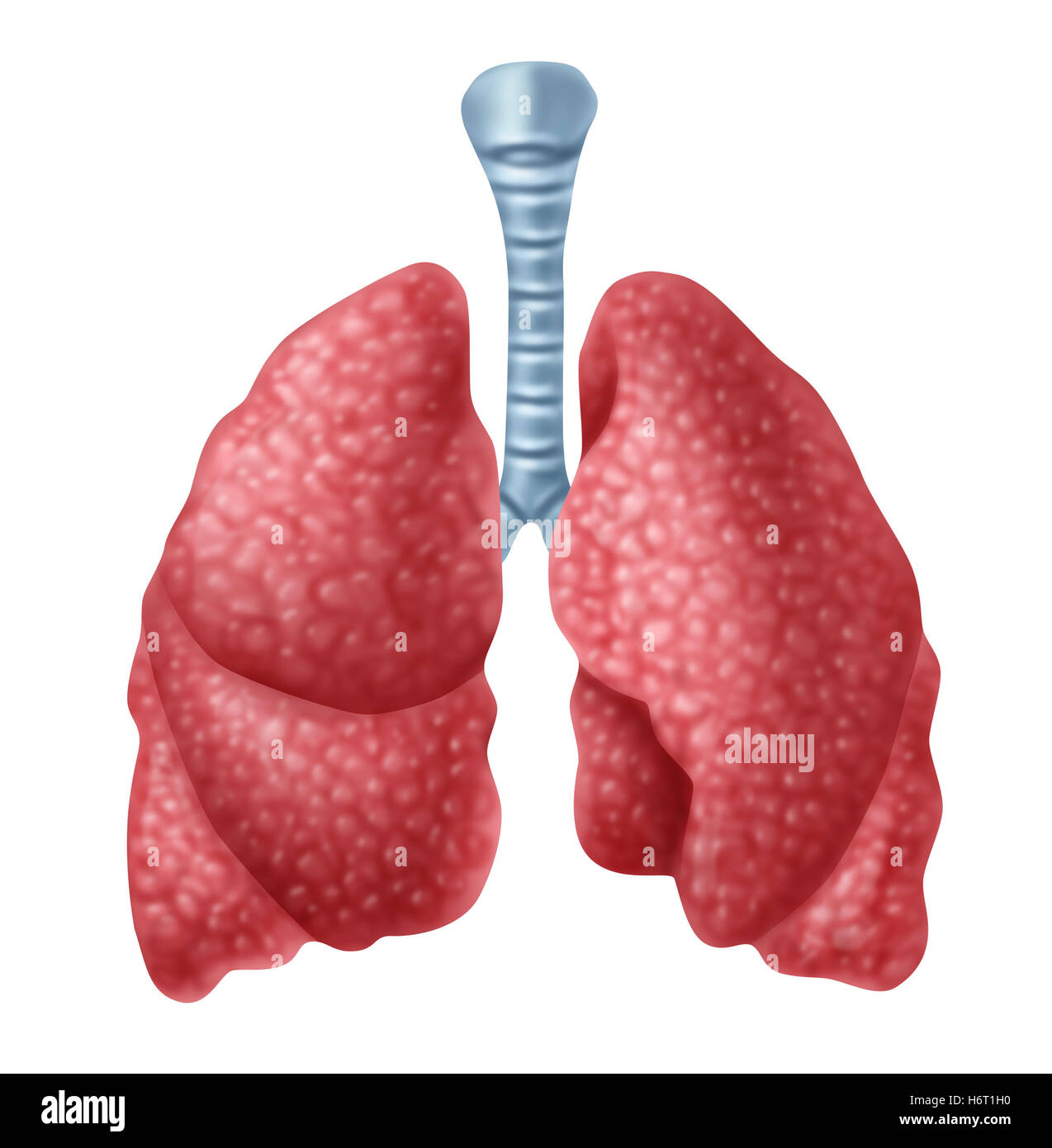 isolated anatomy respiration pneumonia healthcare human lung respiratory system asthmatic breathing exercise inhaling bronchi Stock Photo