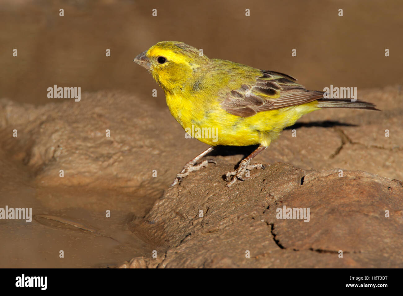 birds Stock Photo