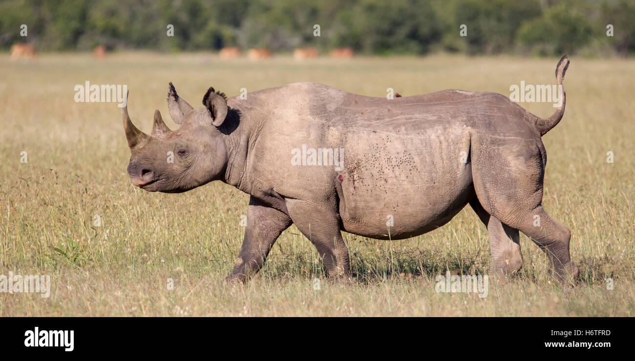 black rhinoceros or hook-lipped rhinoceros Diceros bicornis, running across grassland, Laikipia Kenya Africa Stock Photo