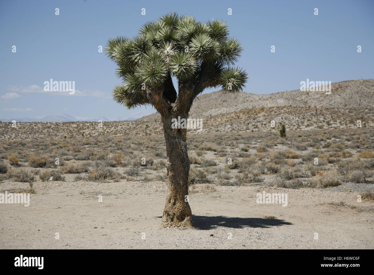 deserts Stock Photo