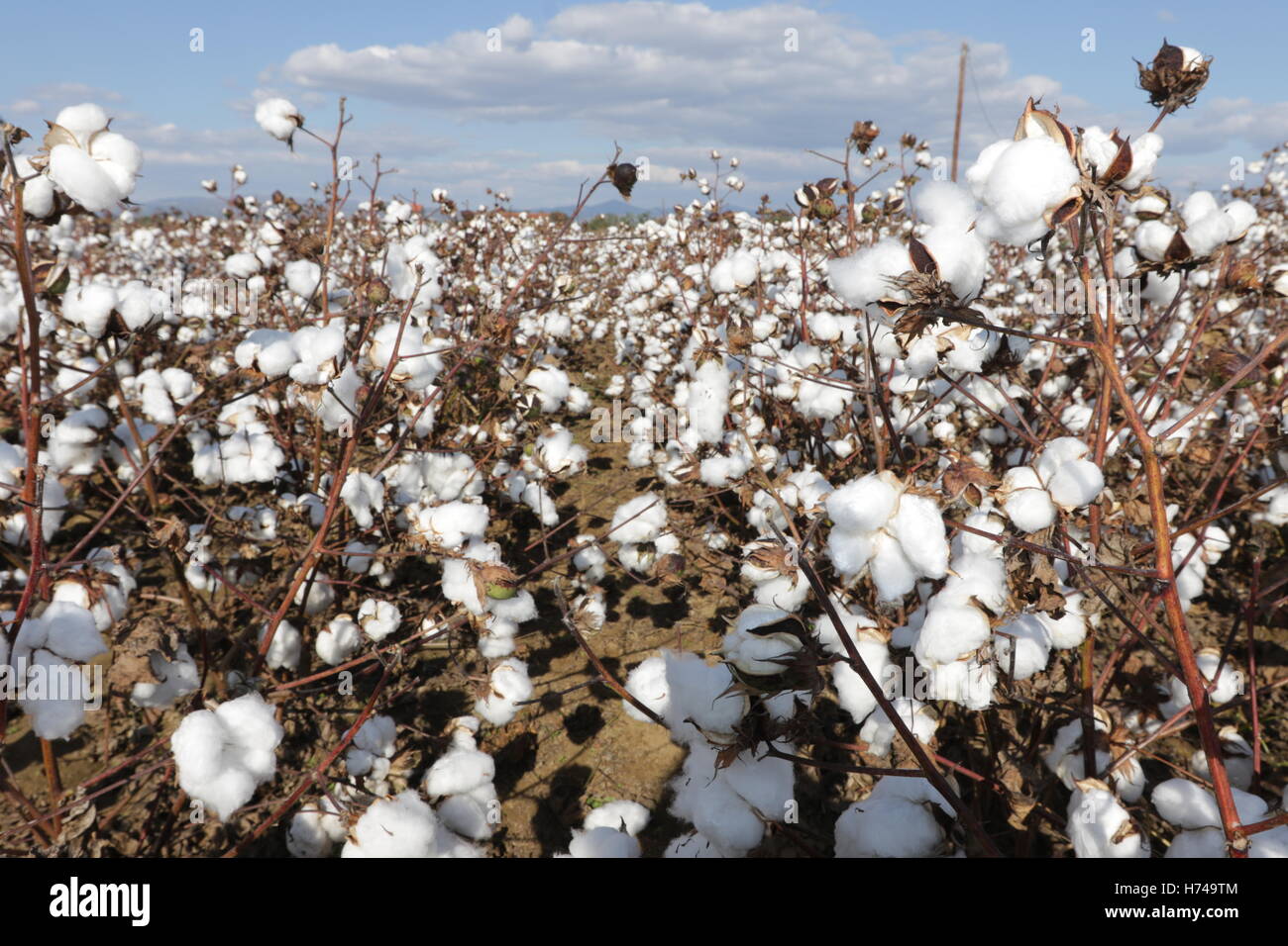 Agriculture - Cotton field in Thrace, Greece Stock Photo