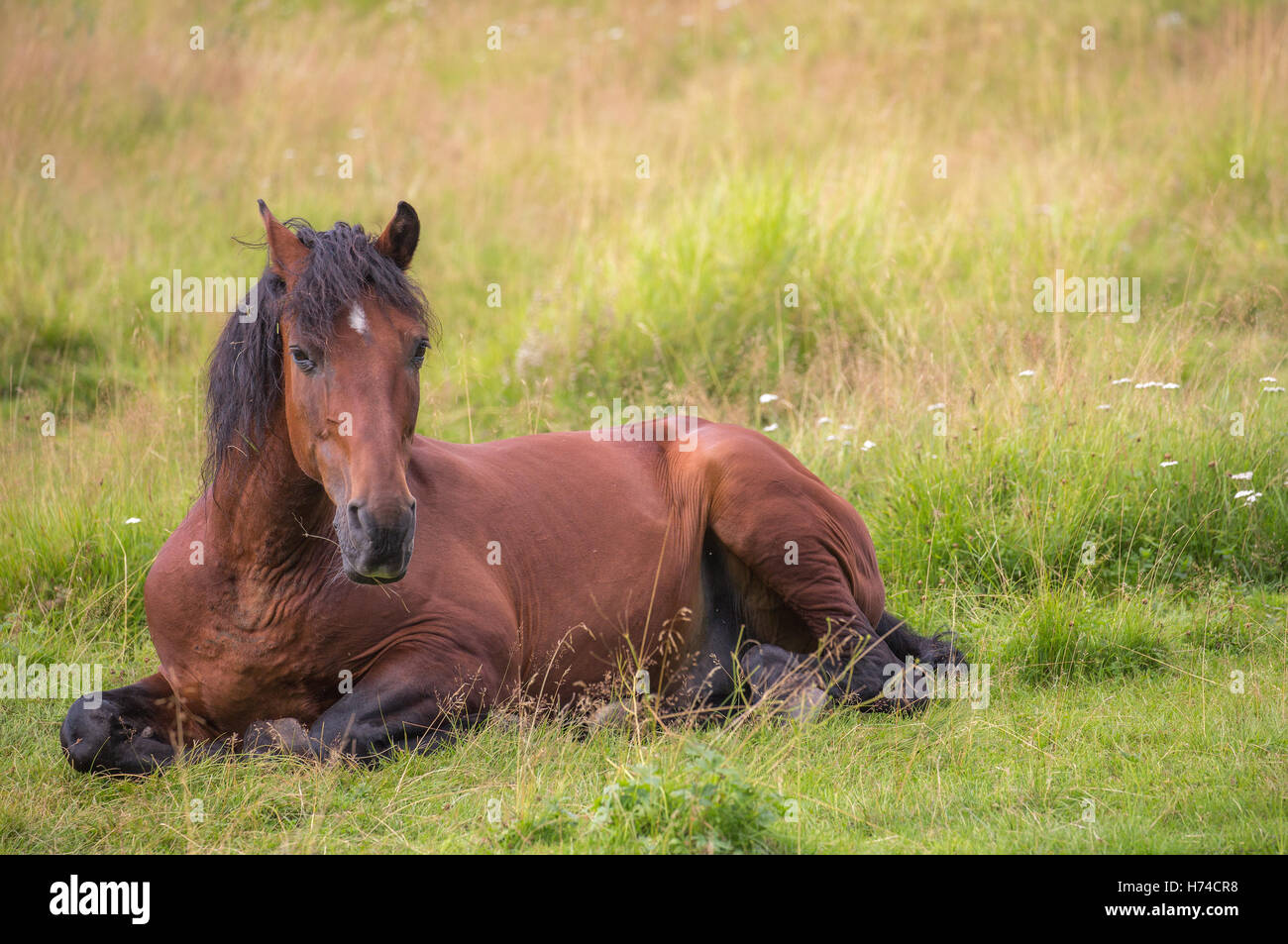 Beautiful horse is laying on the meadow Stock Photo