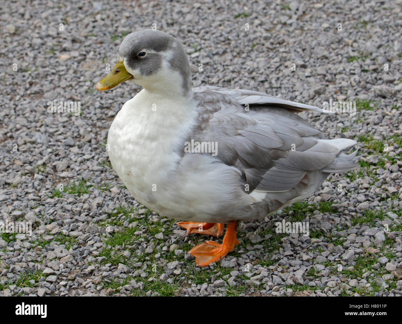 Puddle Duck, WWT Slimbridge, Gloucestershire, England Stock Photo