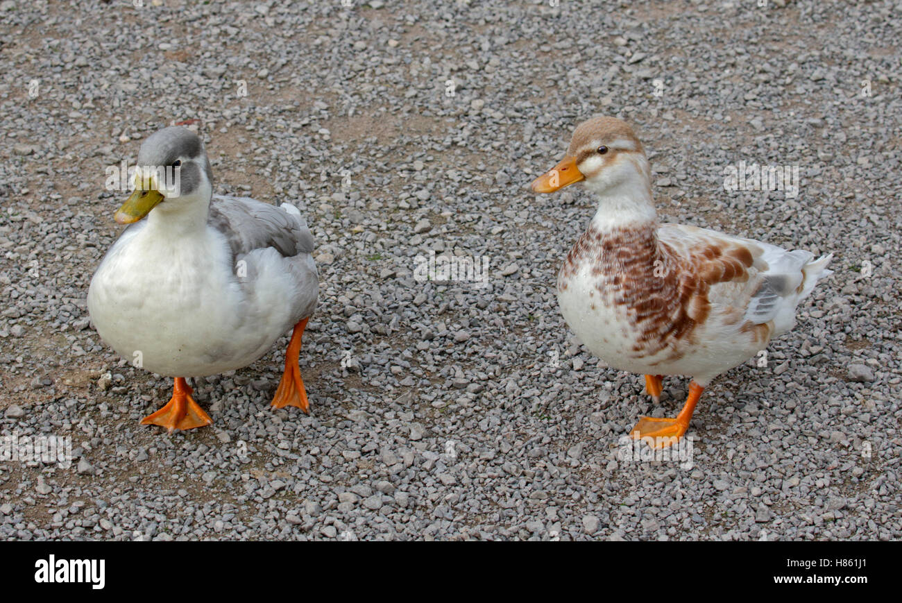 Puddle Duck, WWT Slimbridge, Gloucestershire, England Stock Photo