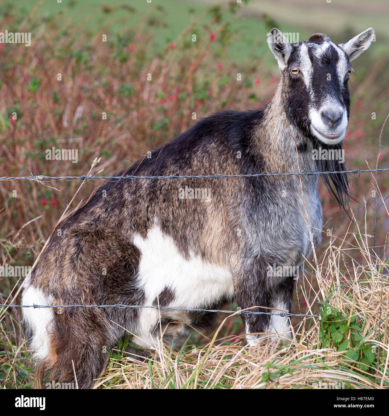 Domestic puck goat near fence, Ireland Stock Photo