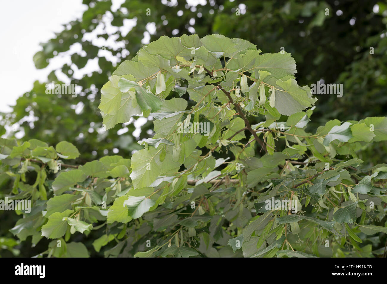 Silber-Linde, Silberlinde, Linde, Tilia tomentosa, Tilia argentea, silver linden, silver lime, Le tilleul argenté, Tilleul de Hongrie Stock Photo