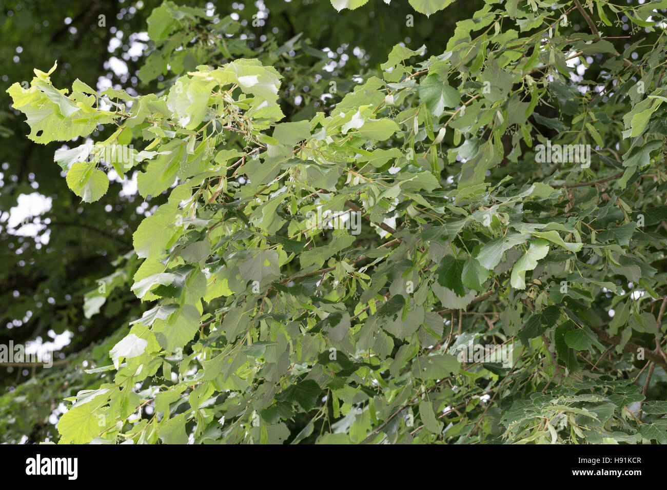 Silber-Linde, Silberlinde, Linde, Tilia tomentosa, Tilia argentea, silver linden, silver lime, Le tilleul argenté, Tilleul de Hongrie Stock Photo