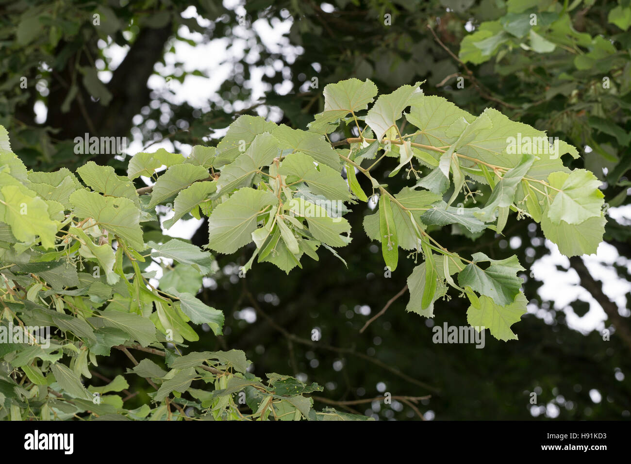 Silber-Linde, Silberlinde, Linde, Tilia tomentosa, Tilia argentea, silver linden, silver lime, Le tilleul argenté, Tilleul de Hongrie Stock Photo