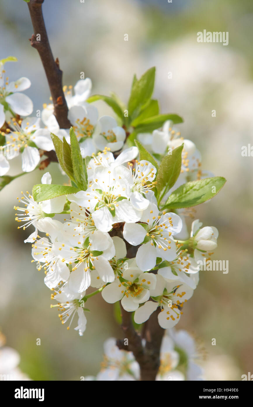 Greengage (Prunus domestica), in bloom Stock Photo