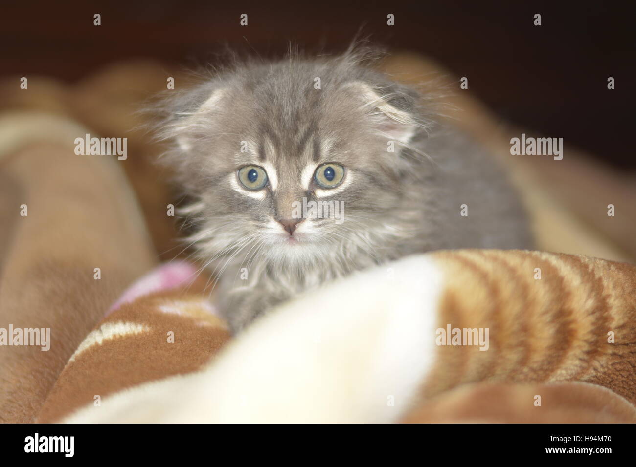 kitten, Scottish Fold, cat Stock Photo