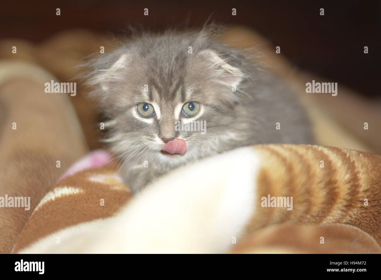 kitten, Scottish Fold, cat Stock Photo