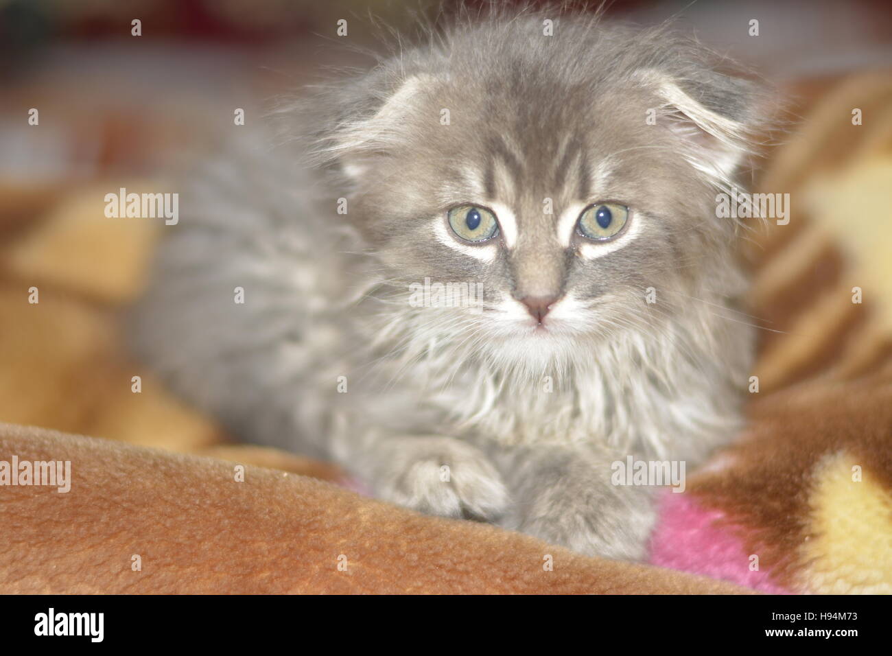 kitten, Scottish Fold, cat Stock Photo