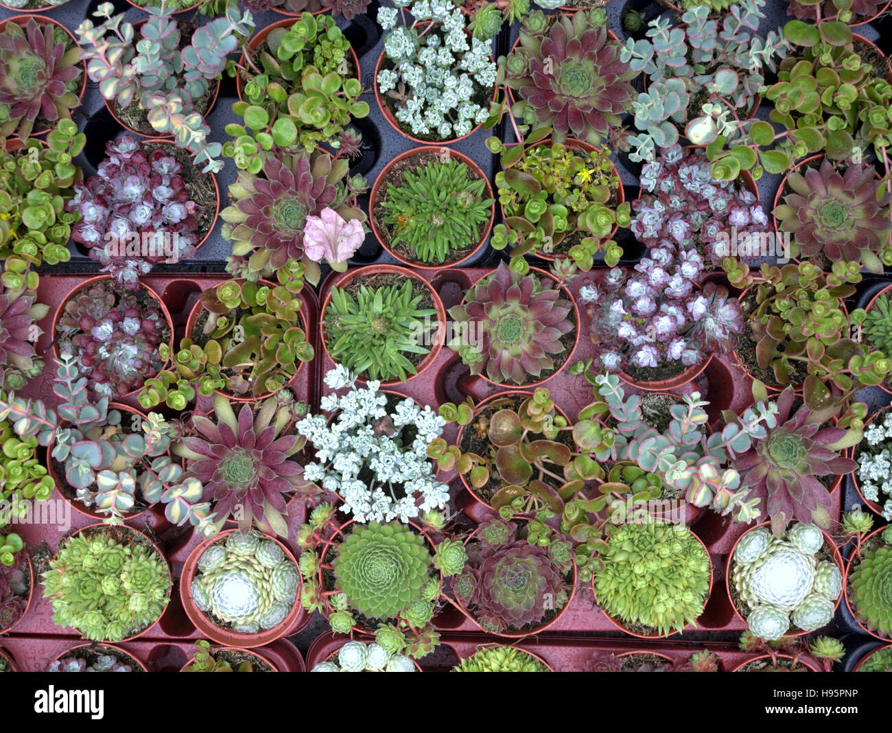 variety of small potted cacti cactus in trays Stock Photo