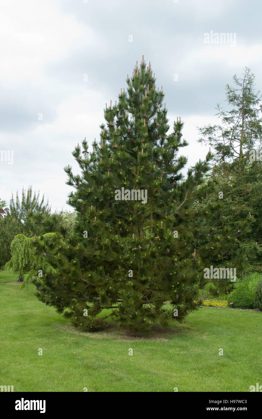 Bosnian pine Stock Photo